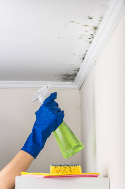 Best Emergency Mold Remediation in Delmar, MD